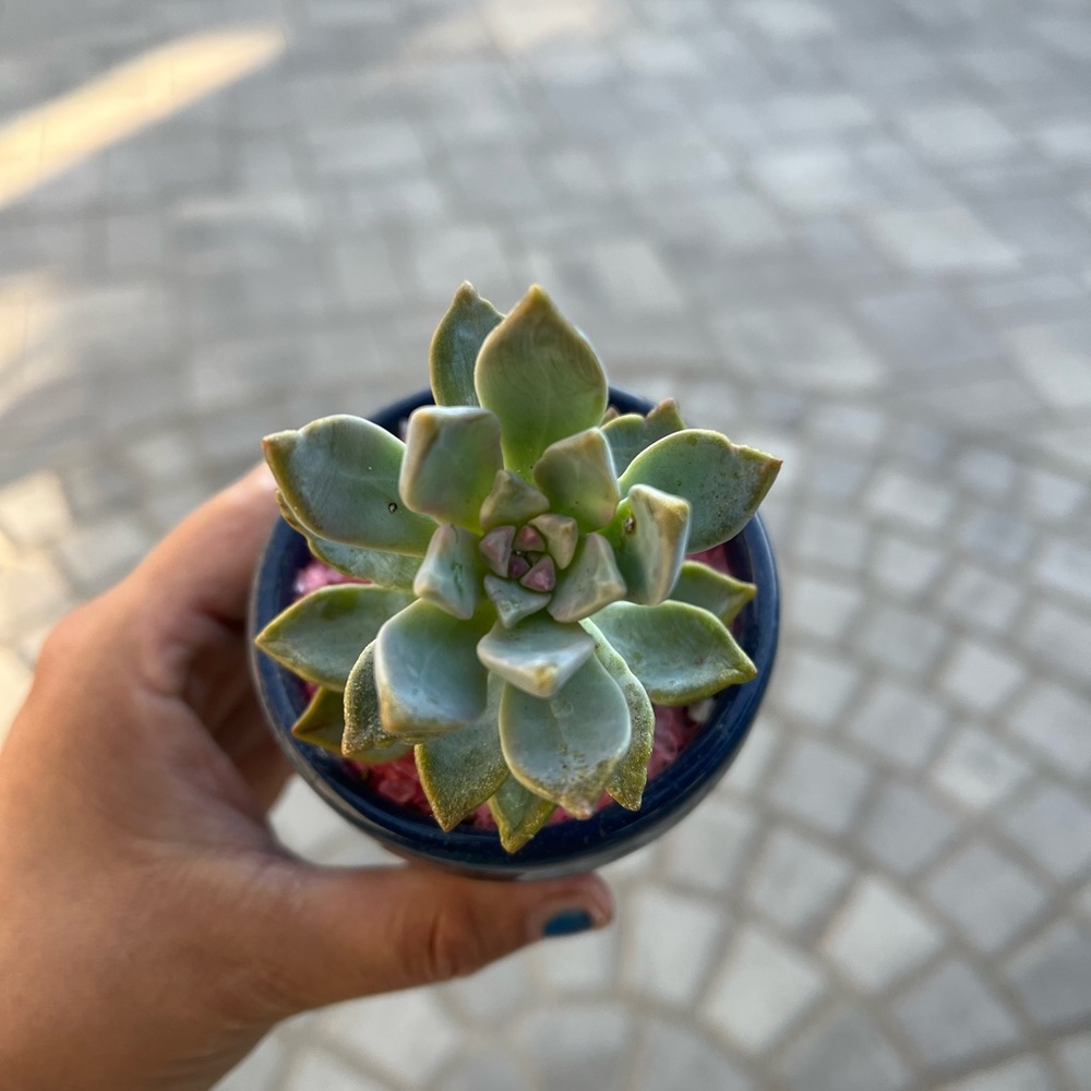 Succie on a ceramic pot